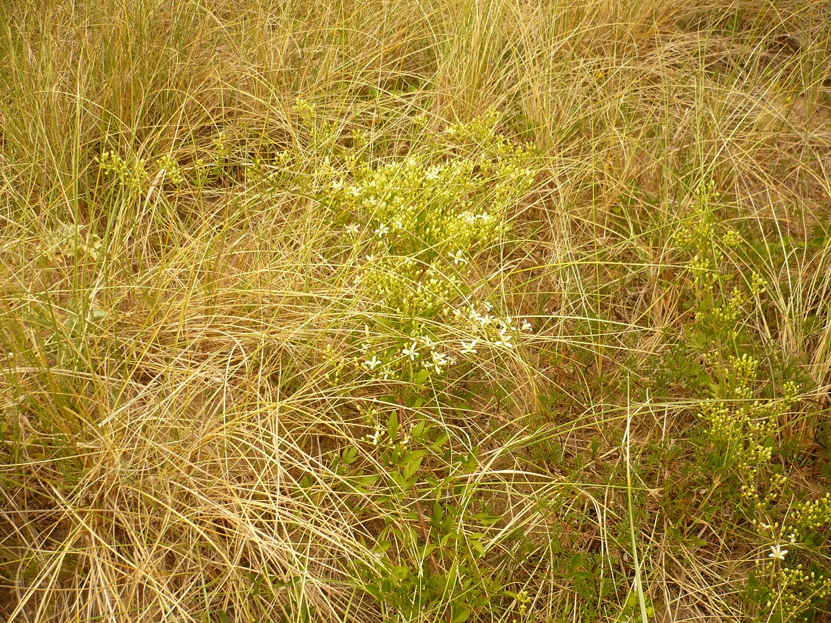 Clematis flammula (Ranunculaceae)